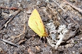 PIERIDAE, Colias dimera